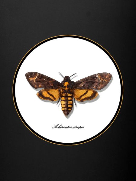 Acherontia atropos