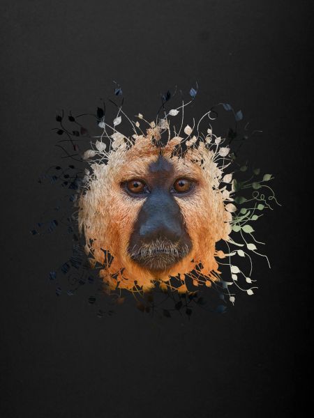 White-faced Saki