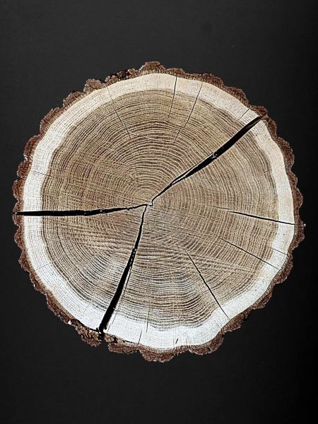Tranche d’arbre originale