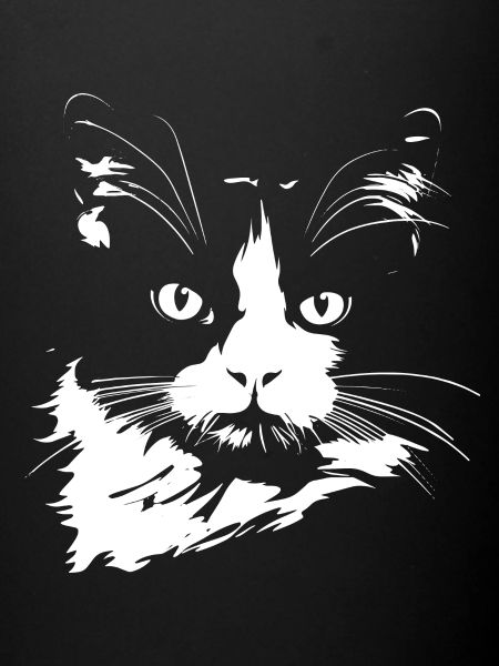Chat, Motif De Chat