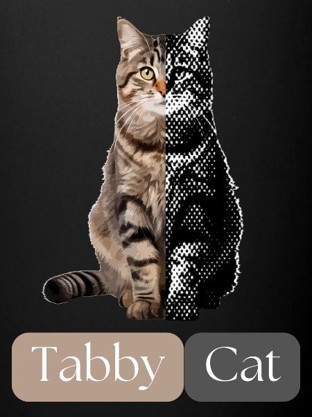 Tabby cat