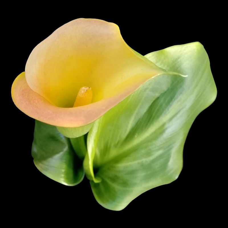 LYS CALLA JAUNE