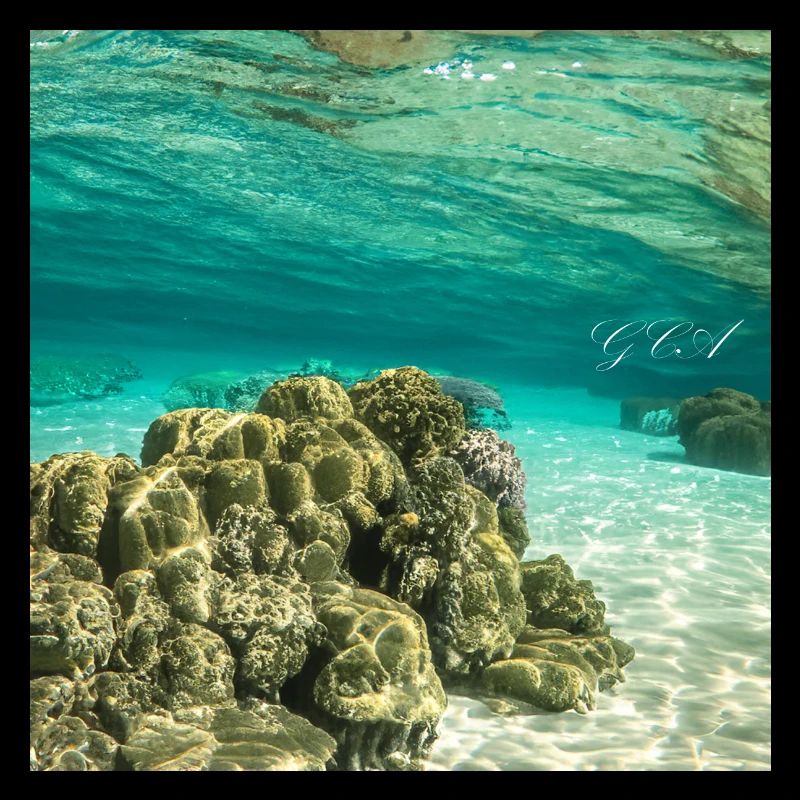 Ocean life