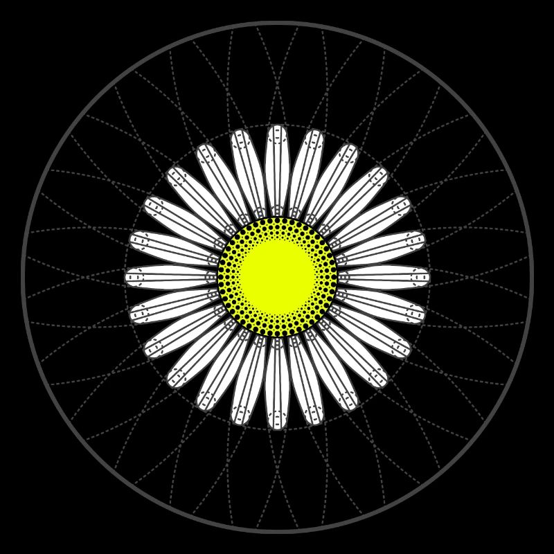 Gänseblümchen - Dunkel