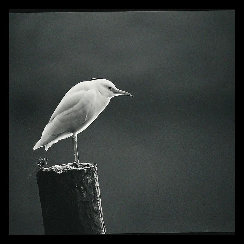 eine möwe sitzt auf einem ast an einem see