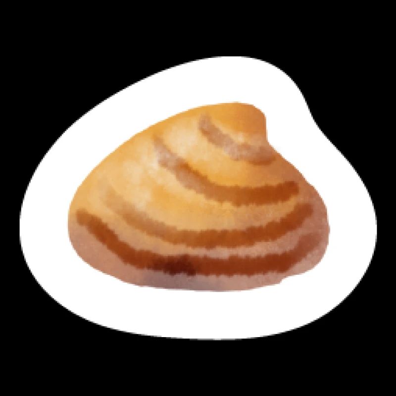 Belle mer de coquillage