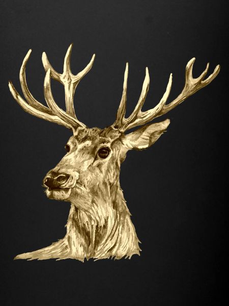 Deer