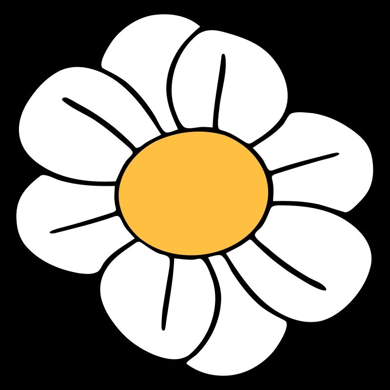Marguerites blanches Fleurs Printemps Été Fleurs