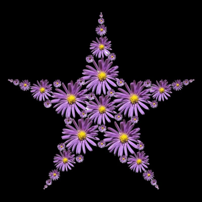 Étoile de fleurs d’aster pourpre