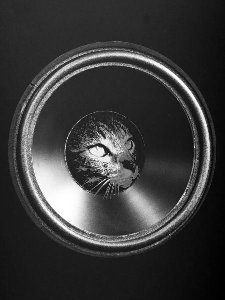cat music