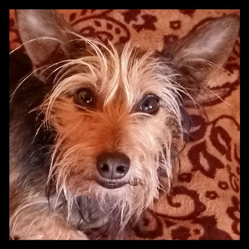 Yorkshire terrier mixed breed cute dog