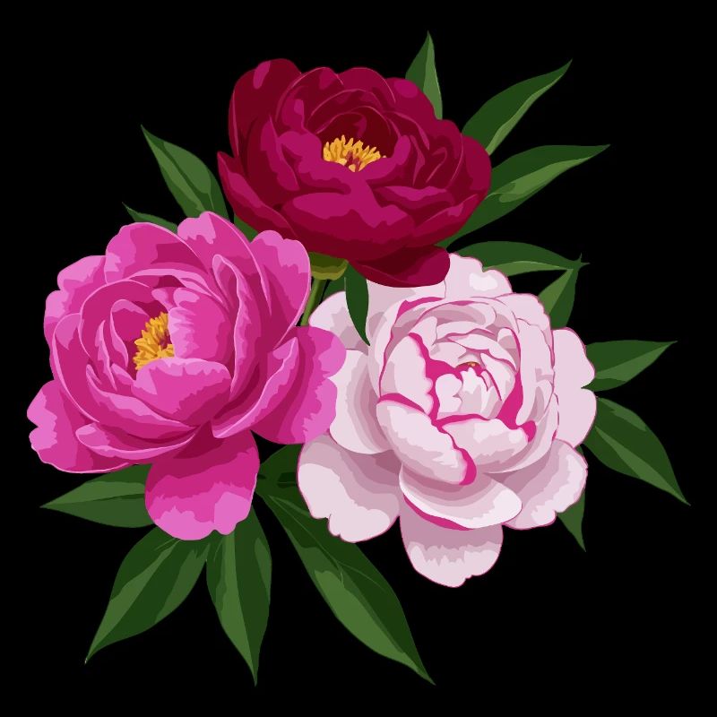 Peony pink white and red