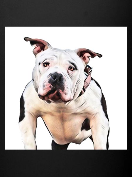 American Bully