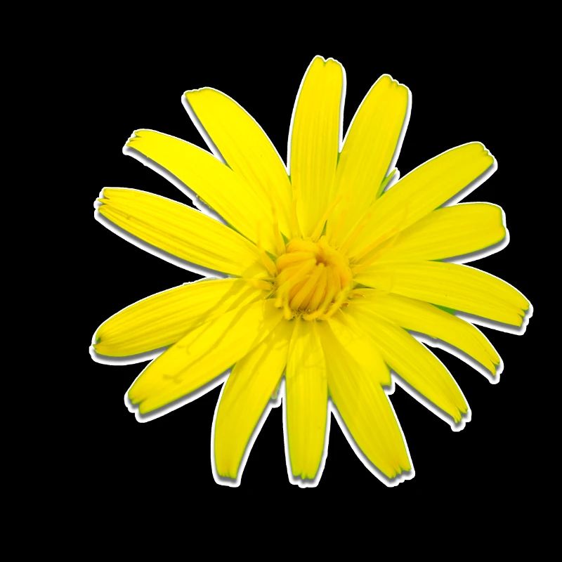 Fleur jaune Gemroot