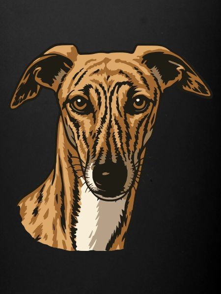 Galgo Español - Portrait - Mari