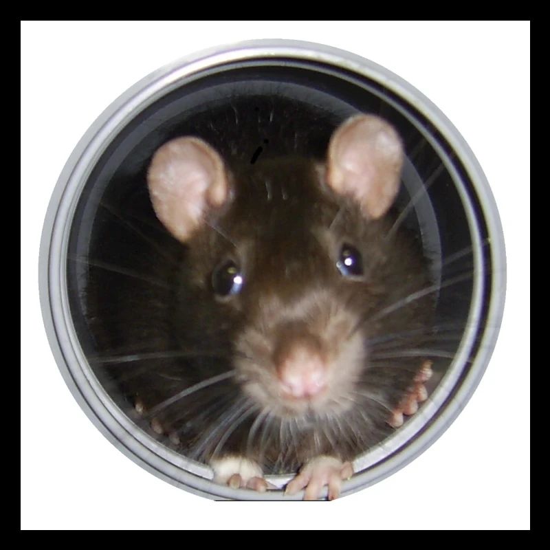 Ratte im Rohr vorn
