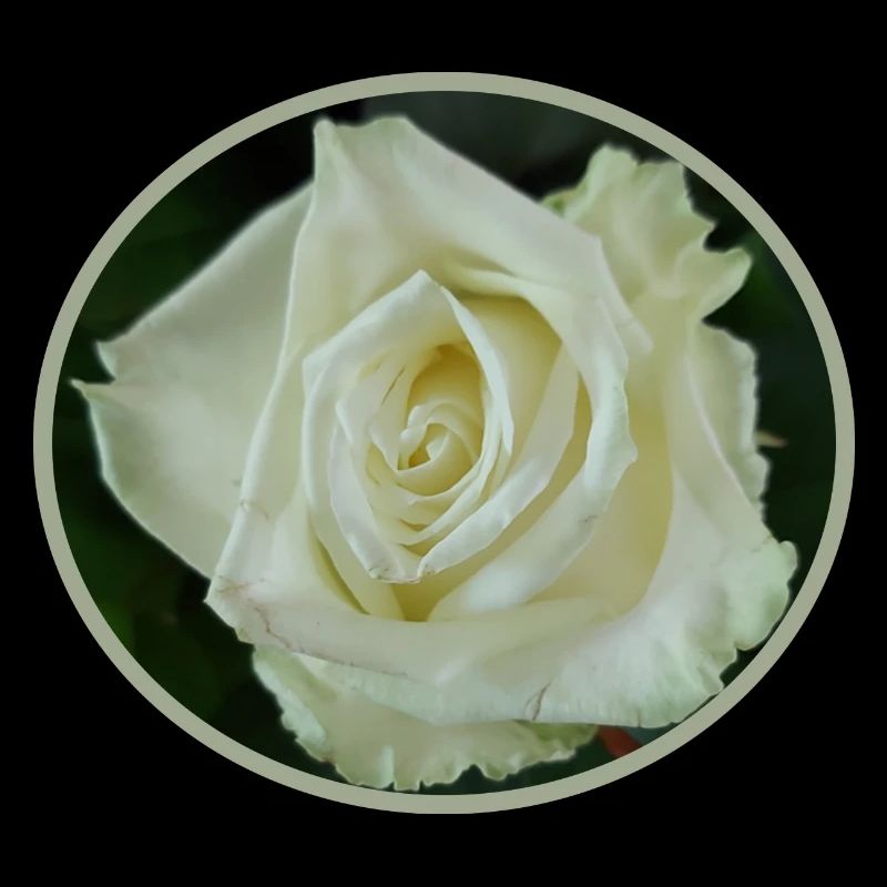 white ROSE BLOSSOM