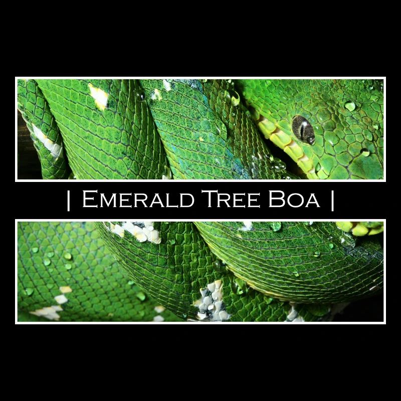 Smaragdbaum-Boa