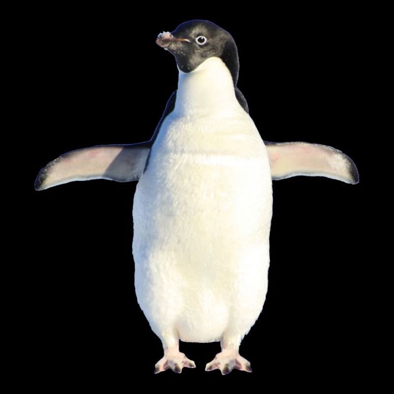 doux pingouin