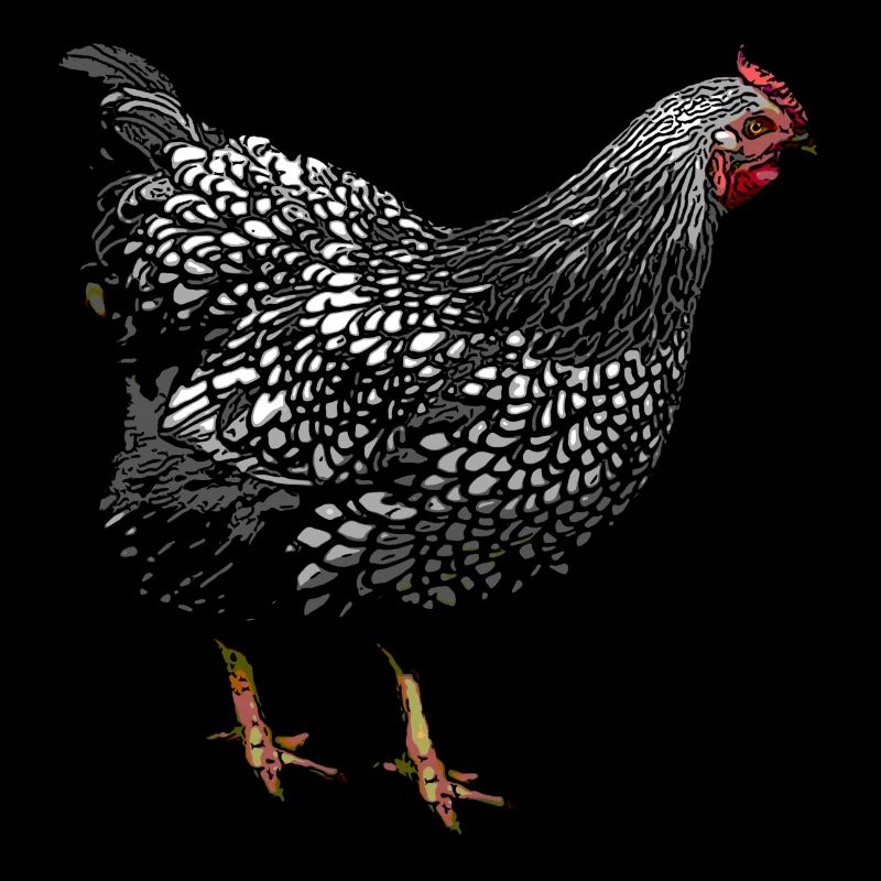 Poulet Wyandotte (illustration)
