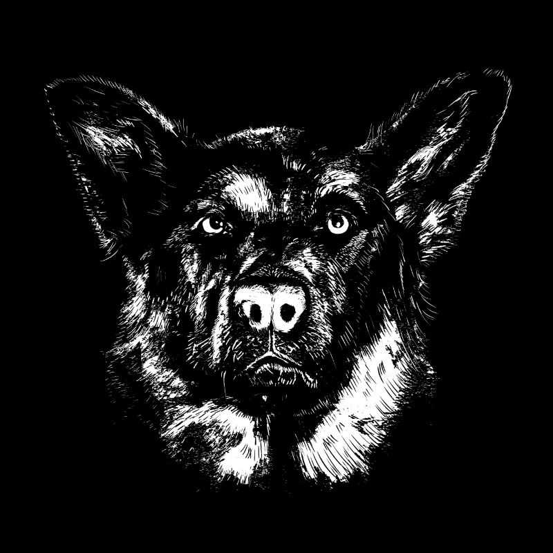 Schaeferhund Kopf Hund Gesicht