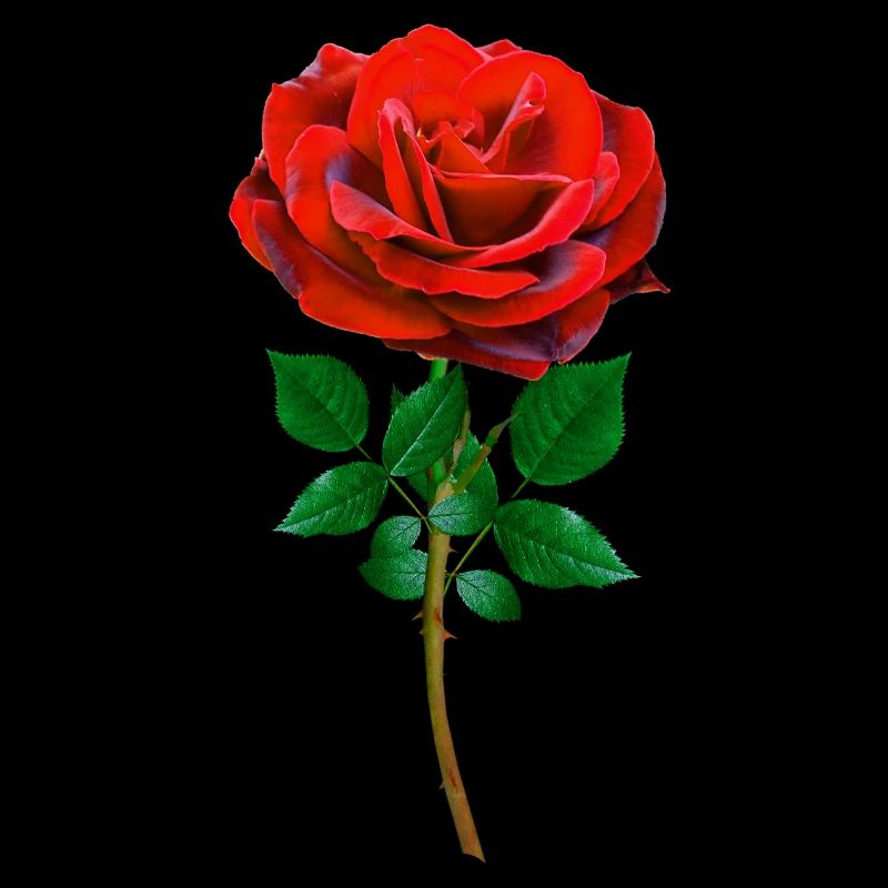 Rose - Rote Rose