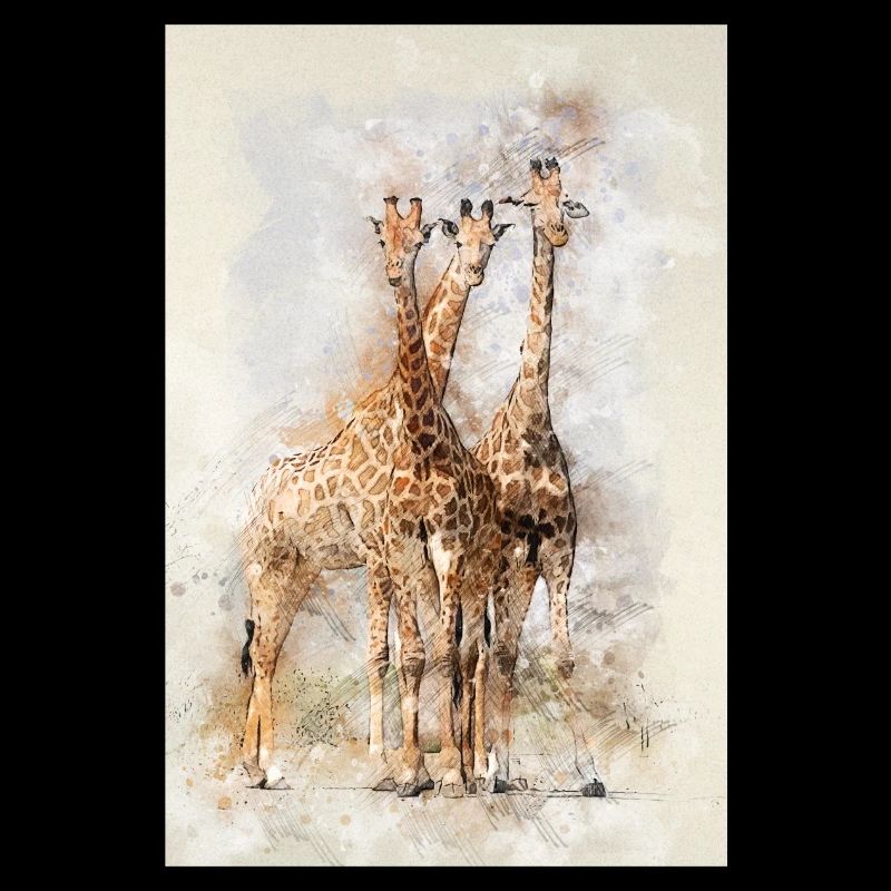 giraffes