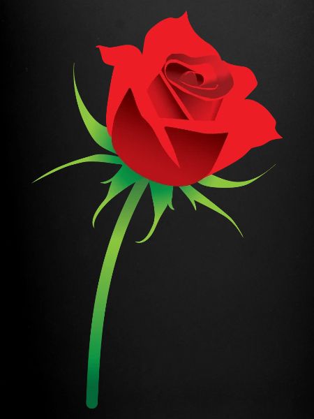 Red Rose