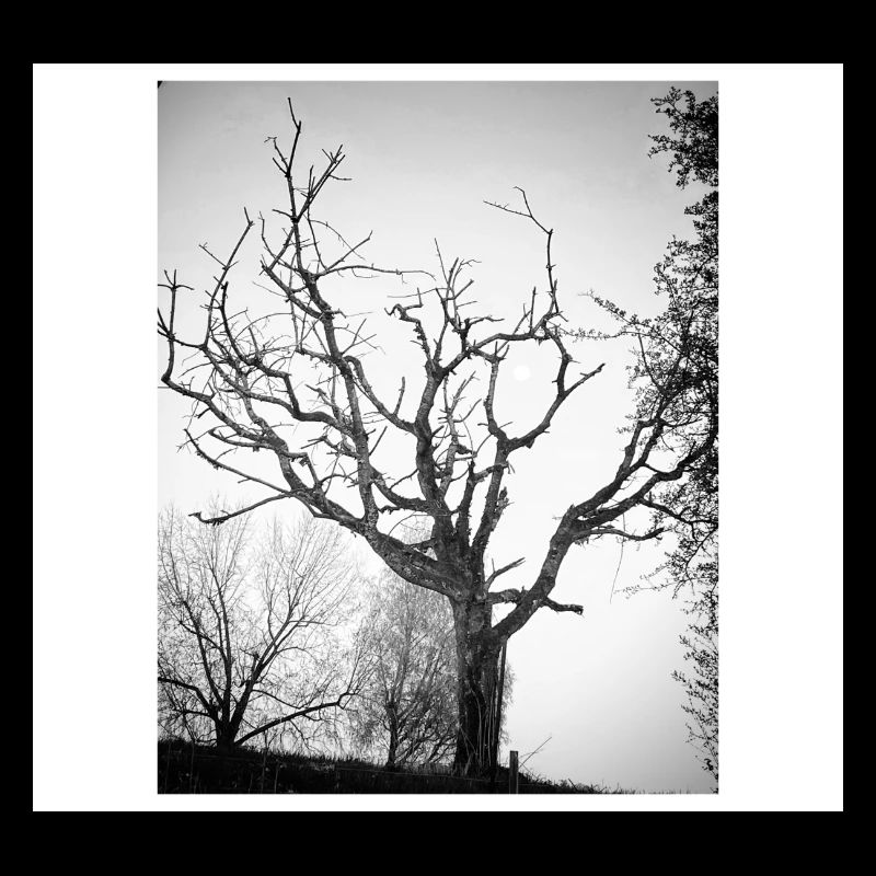 Full moon tree