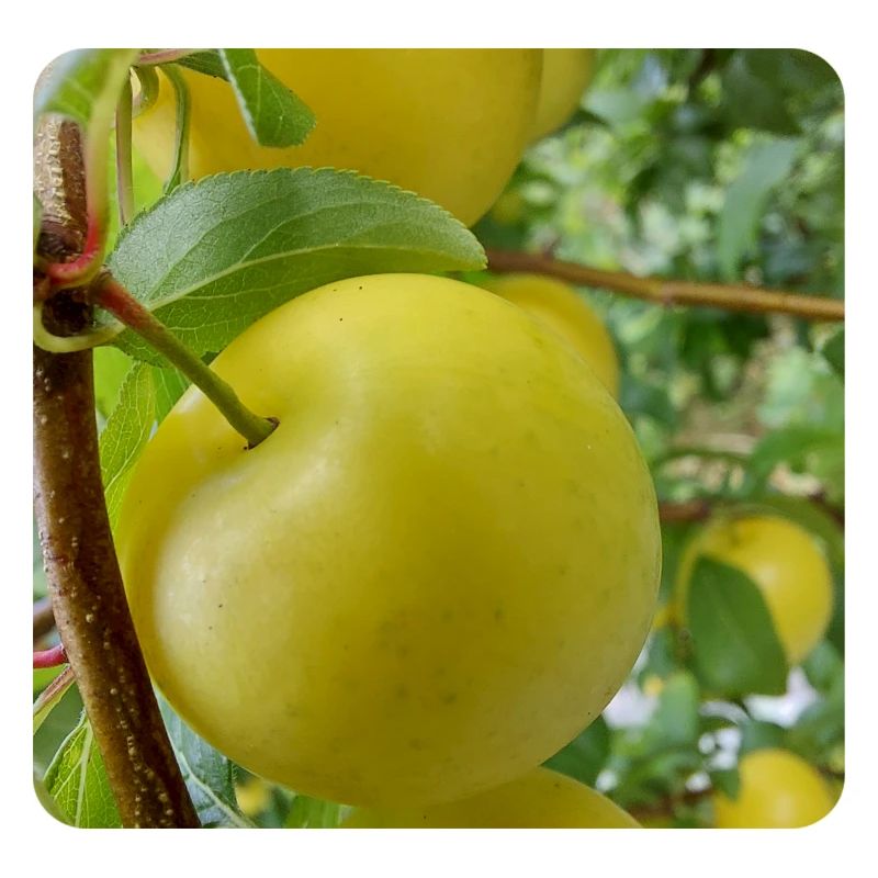 MIRABELLE PLUMS