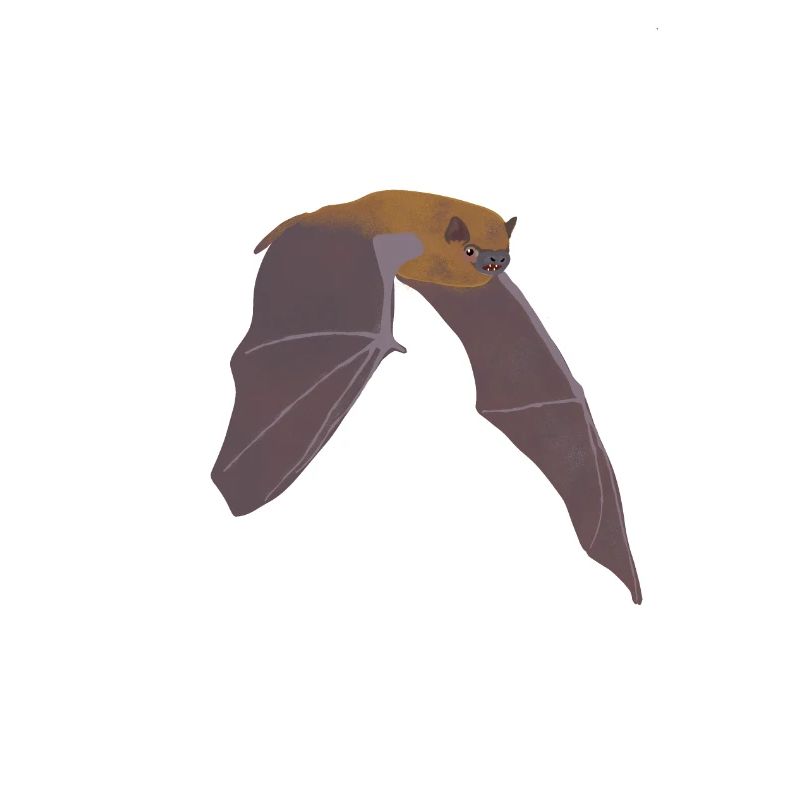 Fledermaus