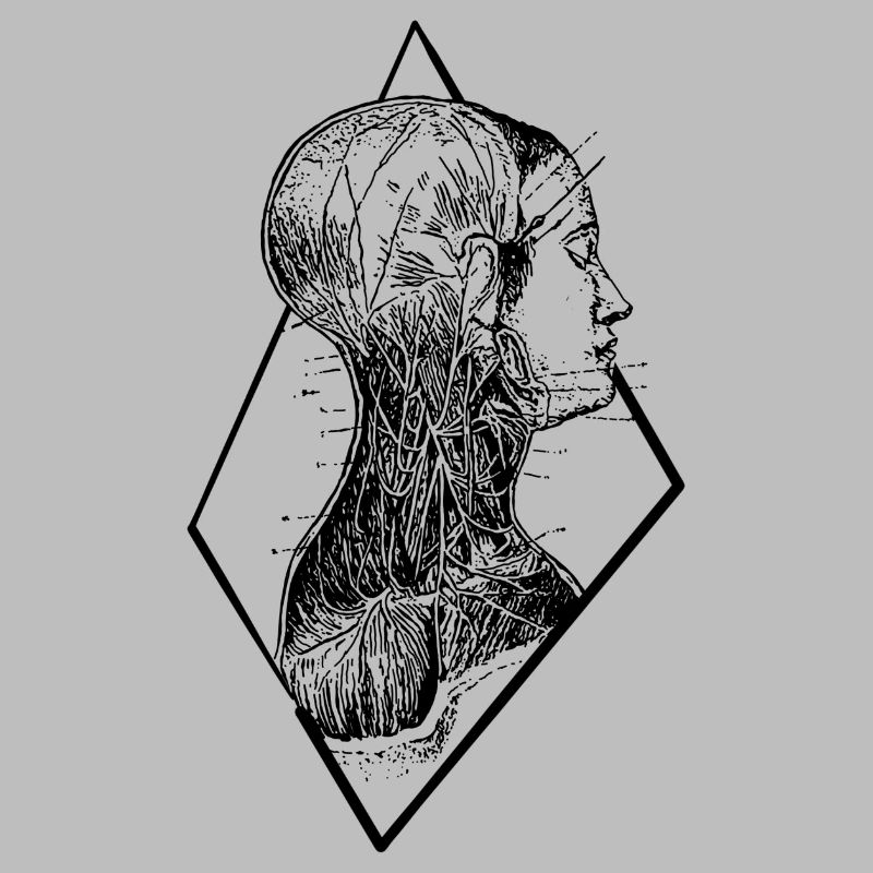 anatomie
