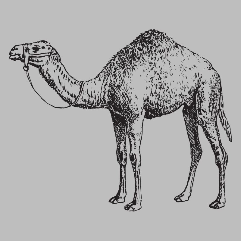 camel