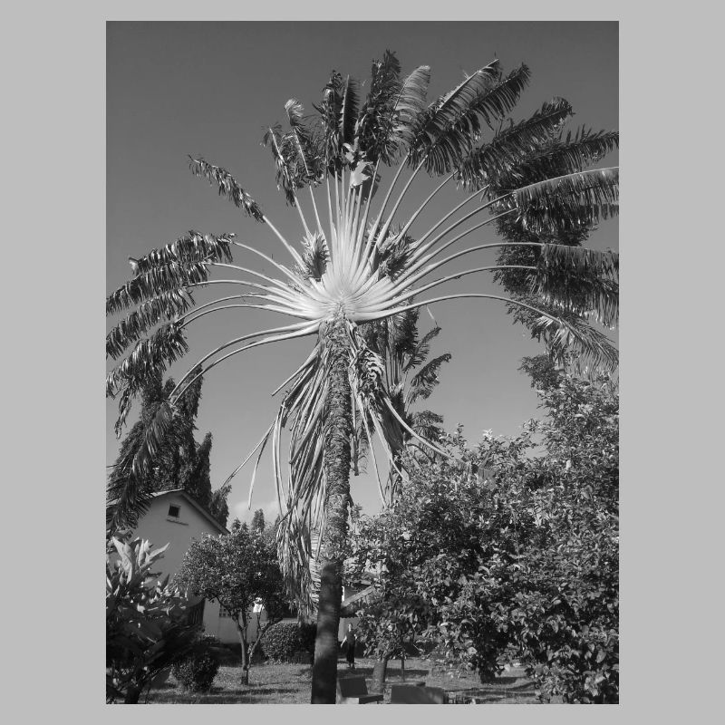 Image tropicale