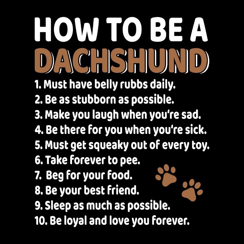 Dachshund