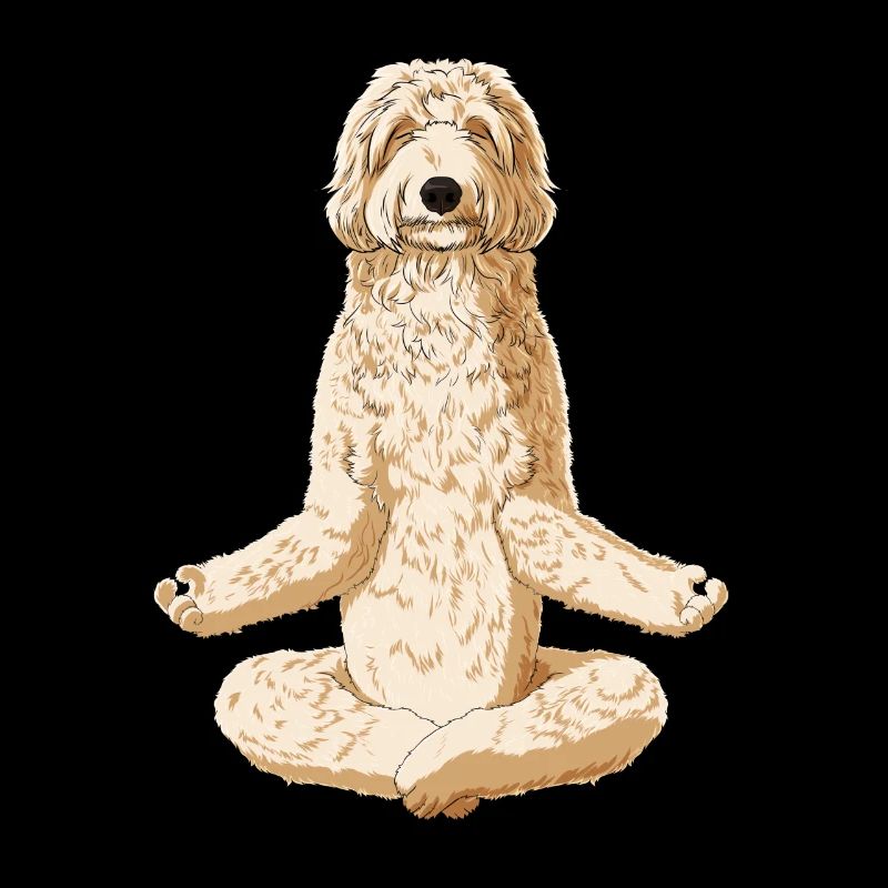 Meditierender Labradoodle Hund