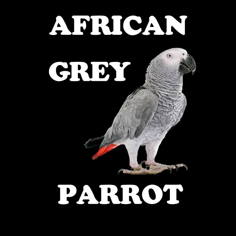 Perroquet gris d'Afrique