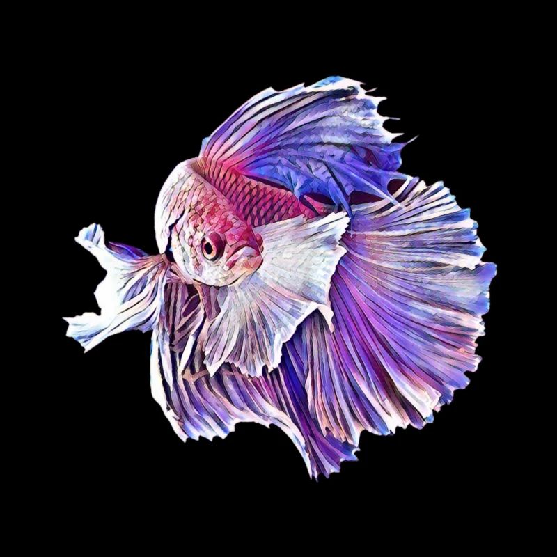 Fighting fish