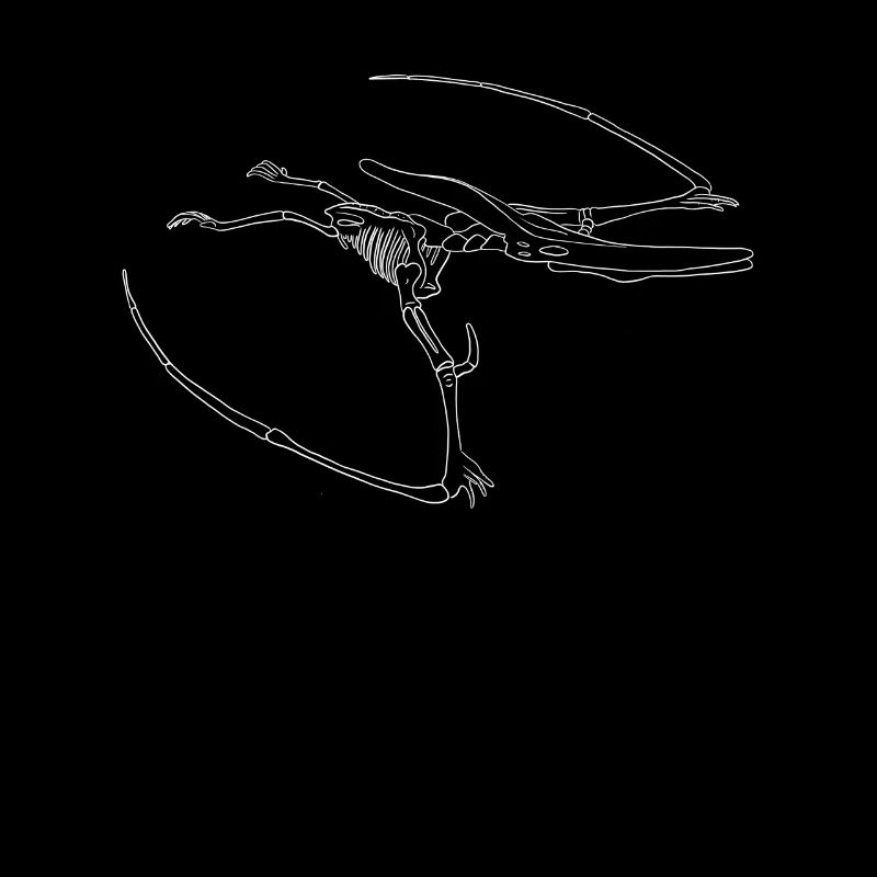 Dinosaur fossil skeleton pteranodon