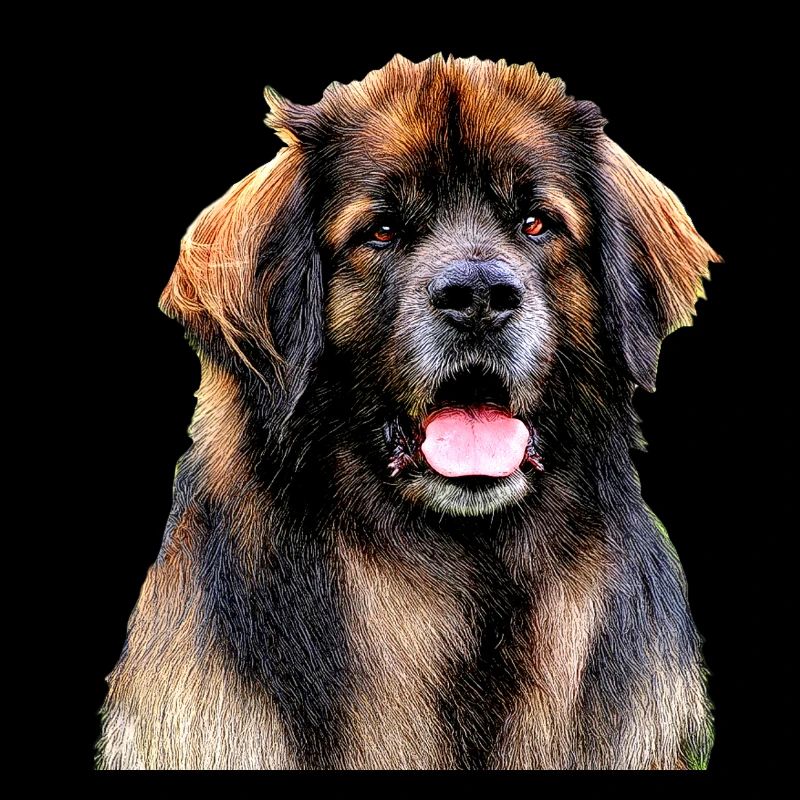 Leonberg 2