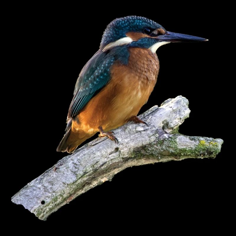 Eisvogel auf einem Ast