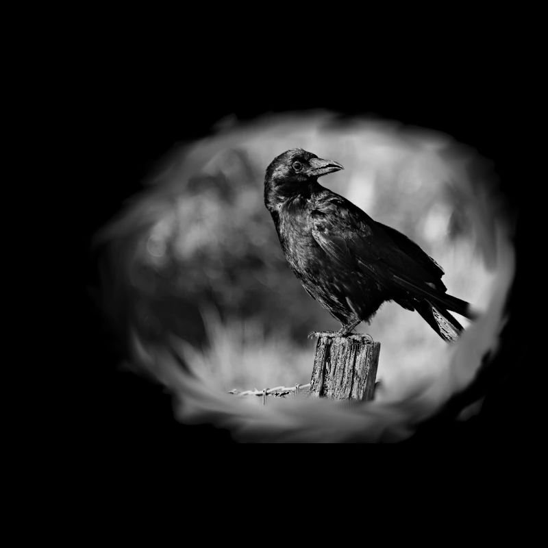 crow