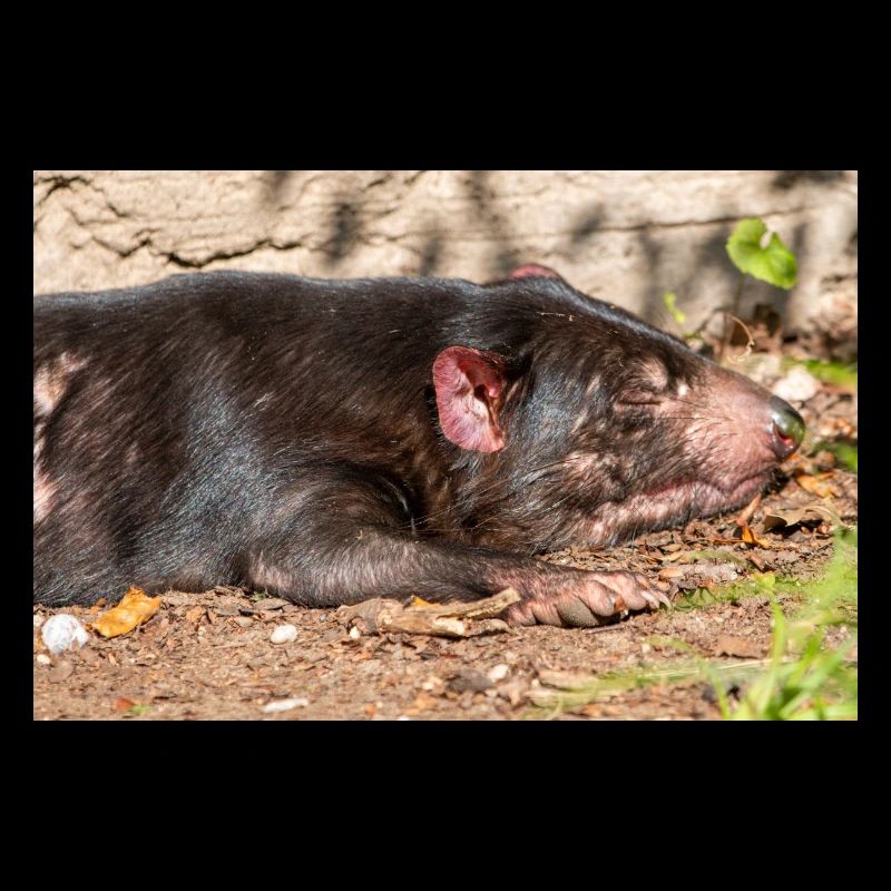 Tasmanian Devil (in german Beutelteufel)