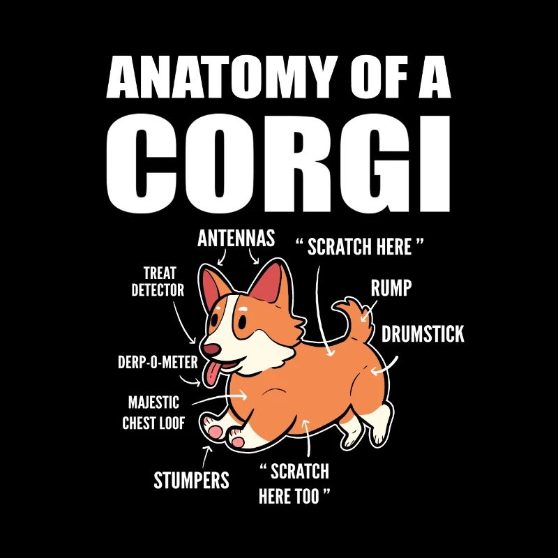 Anatomie du corgi