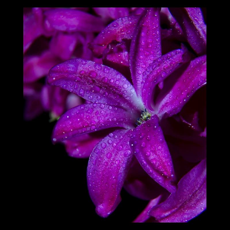 Jacinthe de fleur pourpre