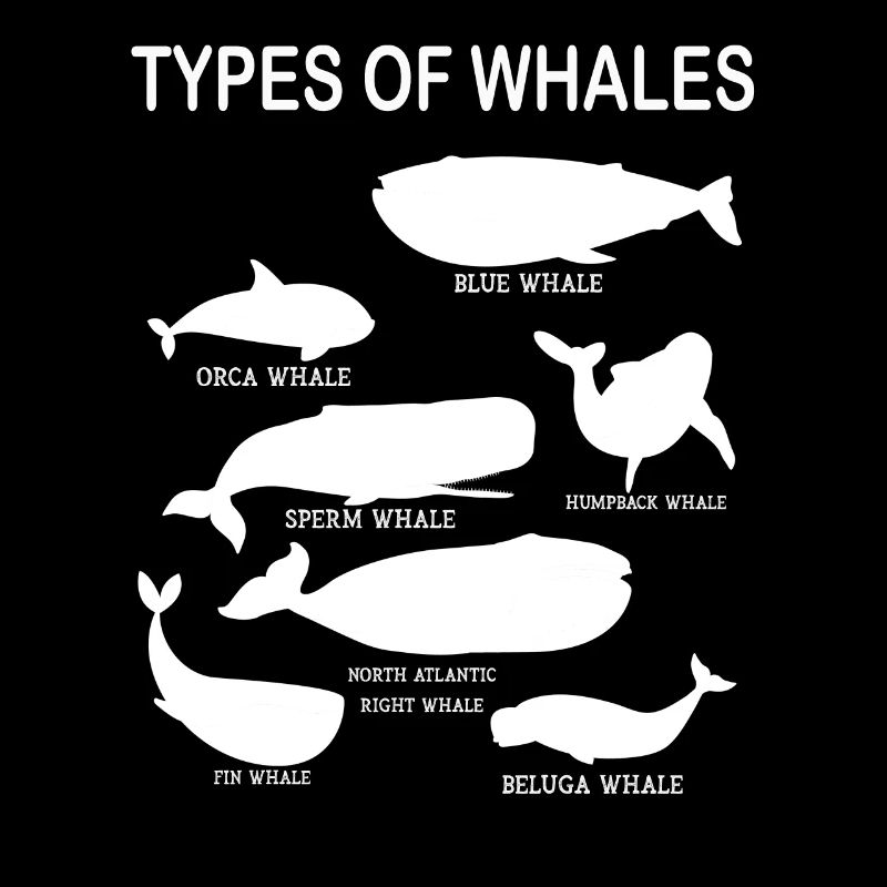 Types de baleines Whale Lovers Whales Espèces de baleines
