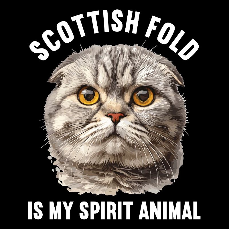 Scottish Fold Kitten Scottish Fold Cat