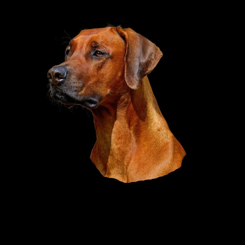 Portrait eines Rhodesian Ridgeback