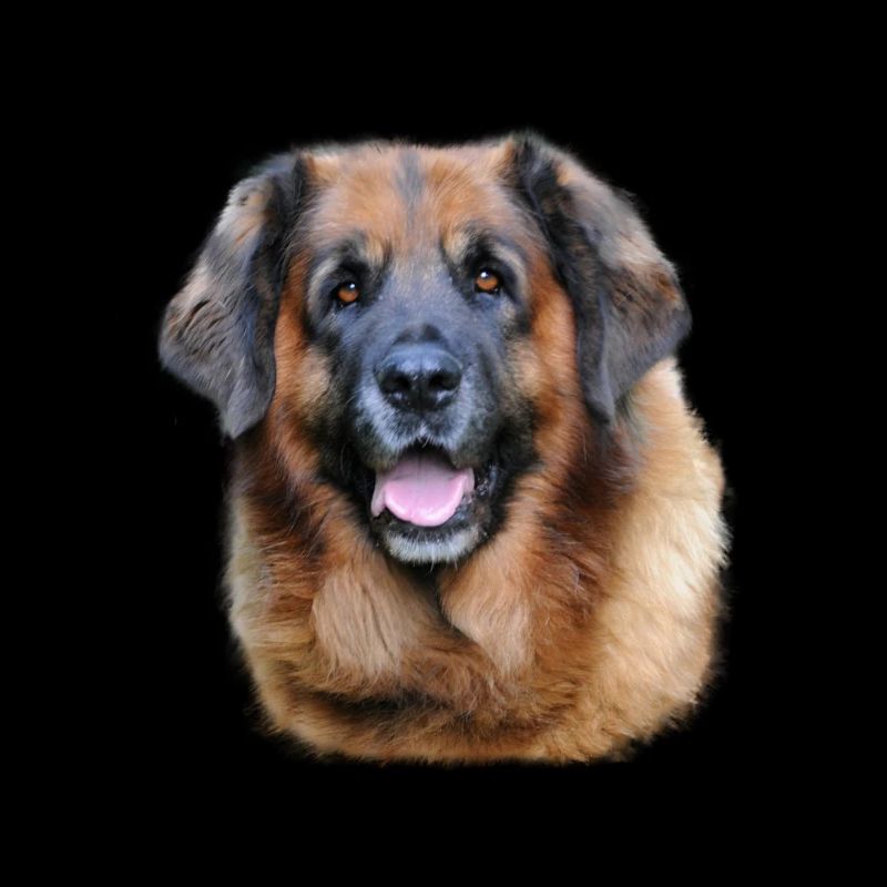 Leonberger Cadeau de conception de chiens