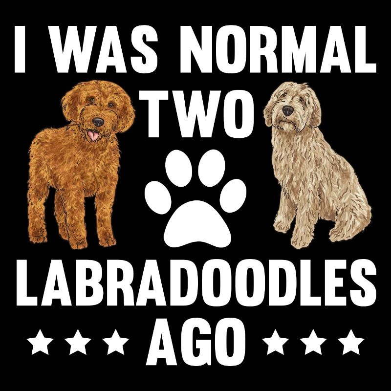 Labradoodle Hund